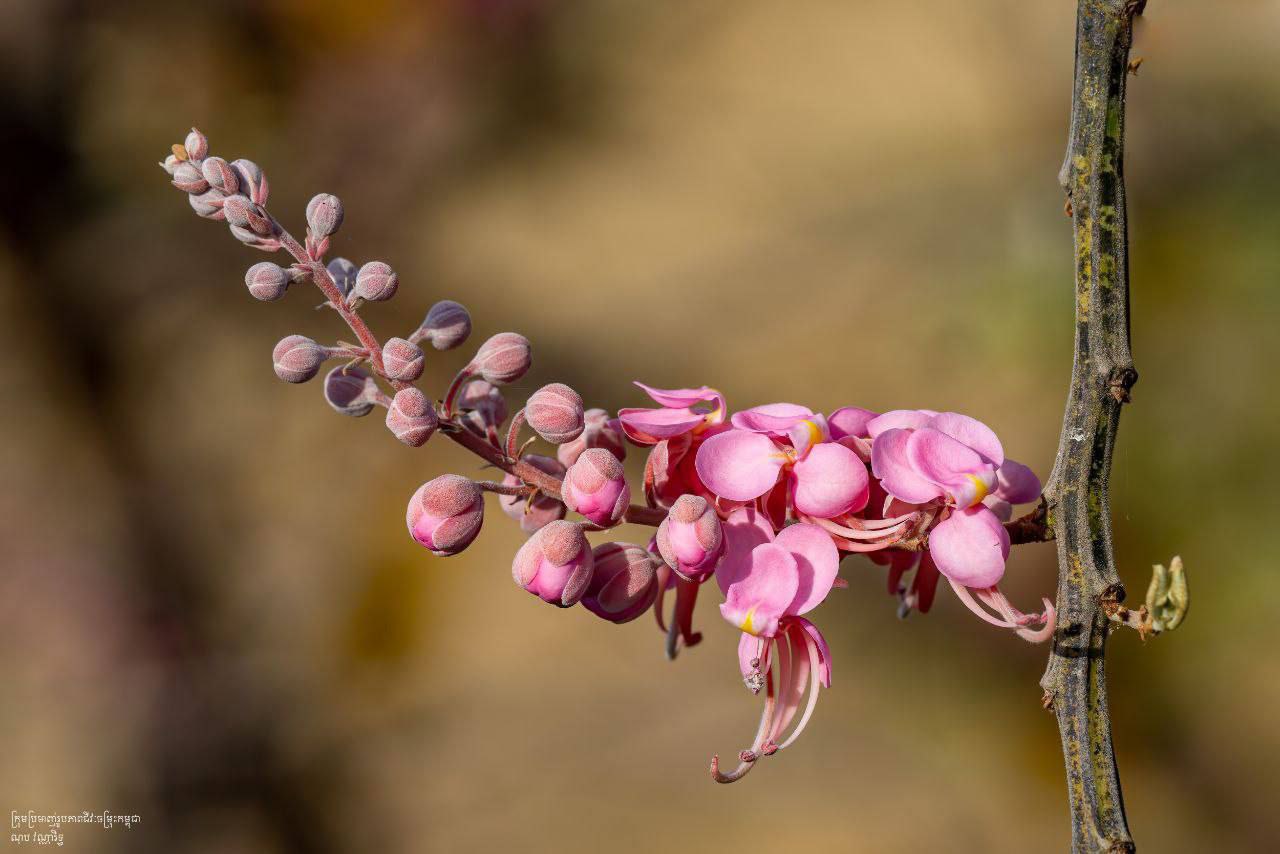 ផ្កាអូញម៉ូញ 🌺