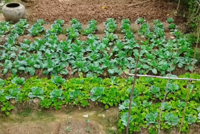 ដំណាំដំណោចជុំវិញផ្ទះ 🥬🪿🏡