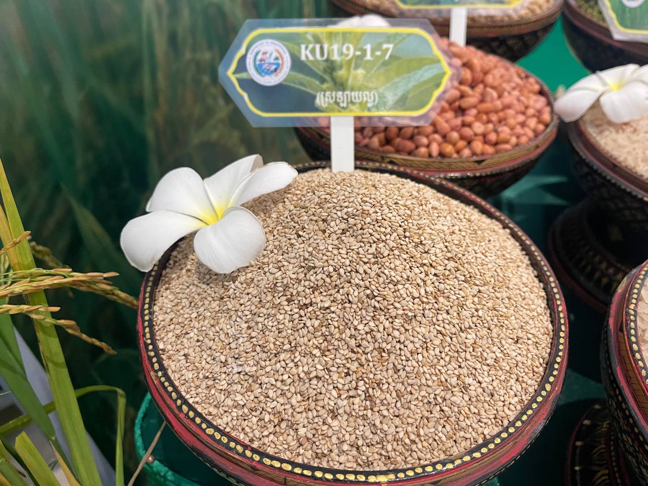 ក្នុងរយៈពេល ៦ខែនៃឆ្នាំ២០២៥ កម្ពុជា ទទួលបានចំណូល ២៨៣.៤១លានដុល្លារ ពីការនាំចេញអង្ករទៅកាន់ទីផ្សារអន្តរជាតិ