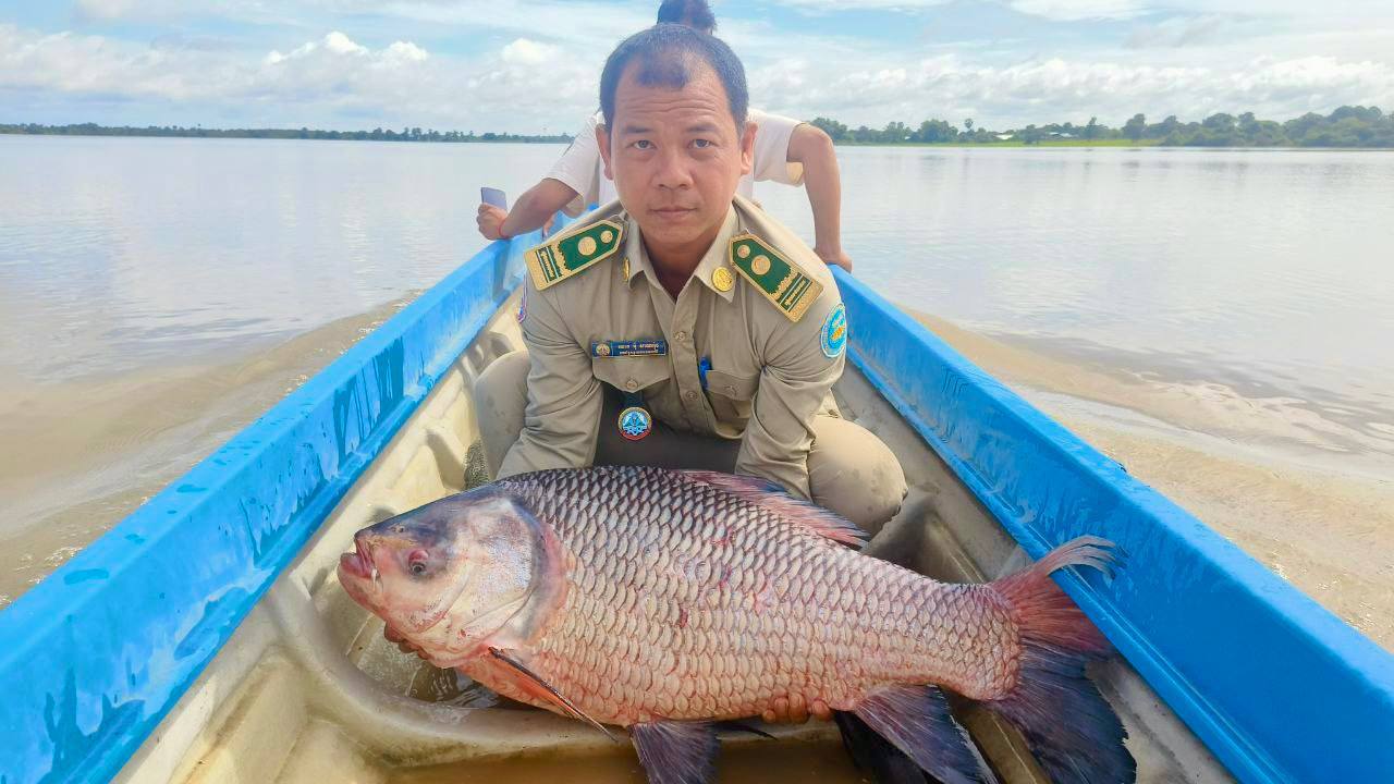 លែងត្រីគល់រាំងមួយក្បាលទម្ងន់ ២០គីឡូក្រាមចូលក្នុងទន្លេនៅខេត្តក្រចេះ