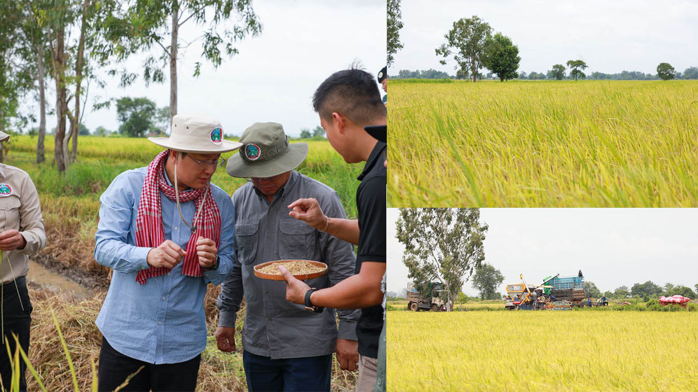 រដ្ឋមន្រ្តីក្រសួងកសិកម្ម អញ្ជើញចុះពិនិត្យការច្រូត និងប្រមូលទិញស្រូវ នៅខេត្តបាត់ដំបង