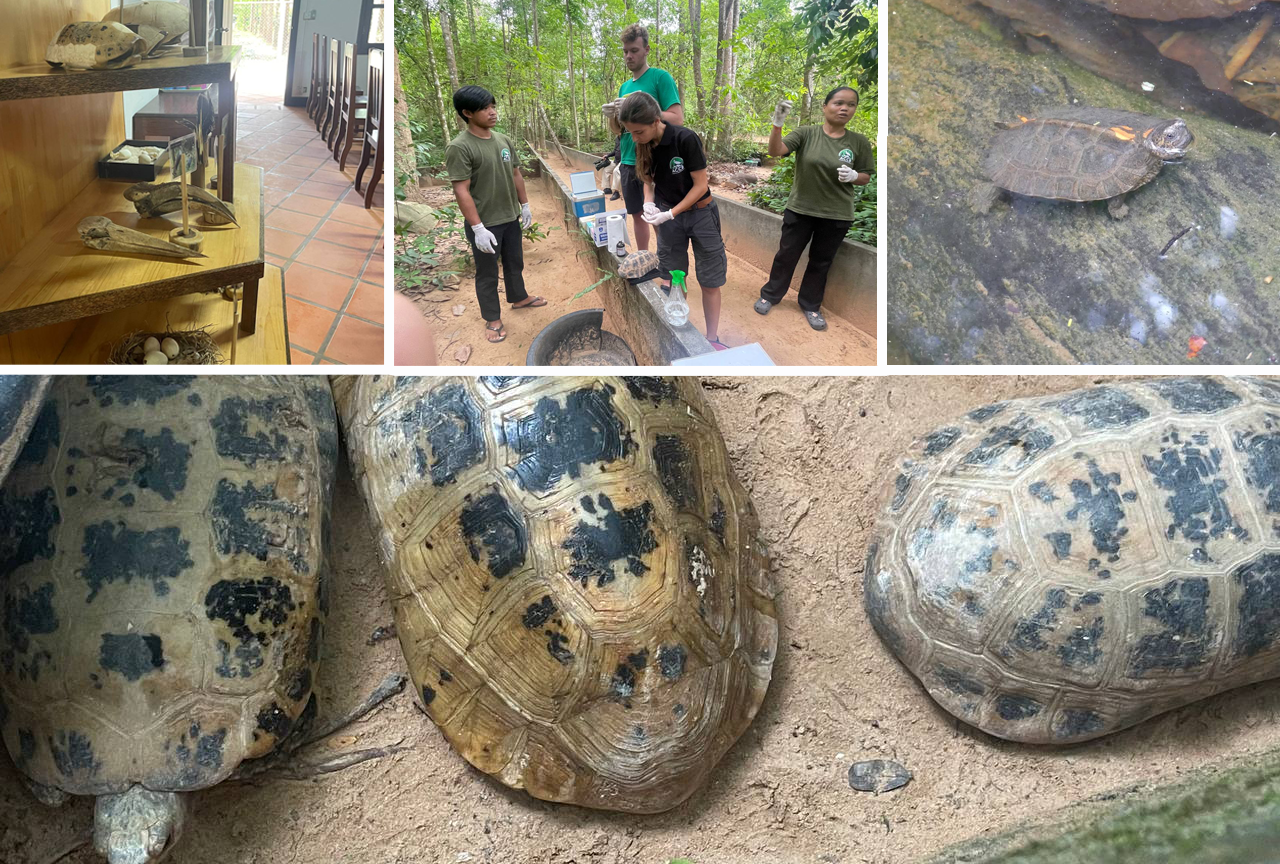 រយៈពេលជាង៧ខែ មជ្ឈមណ្ឌលអង្គរសម្រាប់ការអភិរក្សជីវៈចម្រុះ បង្កាត់បានកូនអណ្តើកជាង២០០ក្បាល