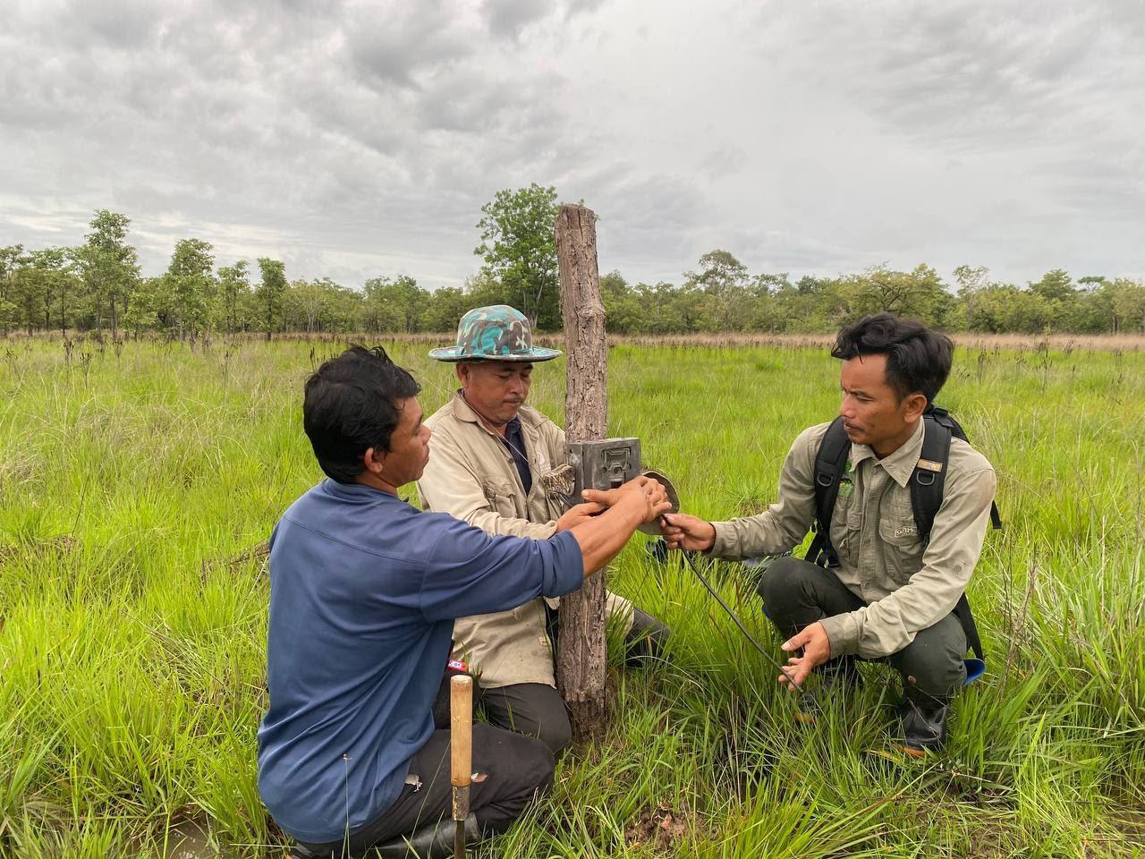 រដូវវស្សា គឺជាពេលវេលាដ៏សំខាន់ក្នុងការស្វែងរកសំបុកសត្វក្រៀល នៅដែនជម្រកសត្វព្រៃលំផាត់