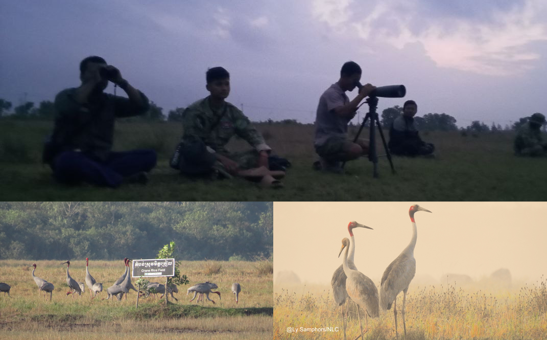 នៅឆ្នាំ២០២៥នេះ ក្រុមការងារបានកត់ត្រាចំនួនសត្វក្រៀលសរុប ២១៤ក្បាល នៅក្នុង ប្រទេសកម្ពុជា