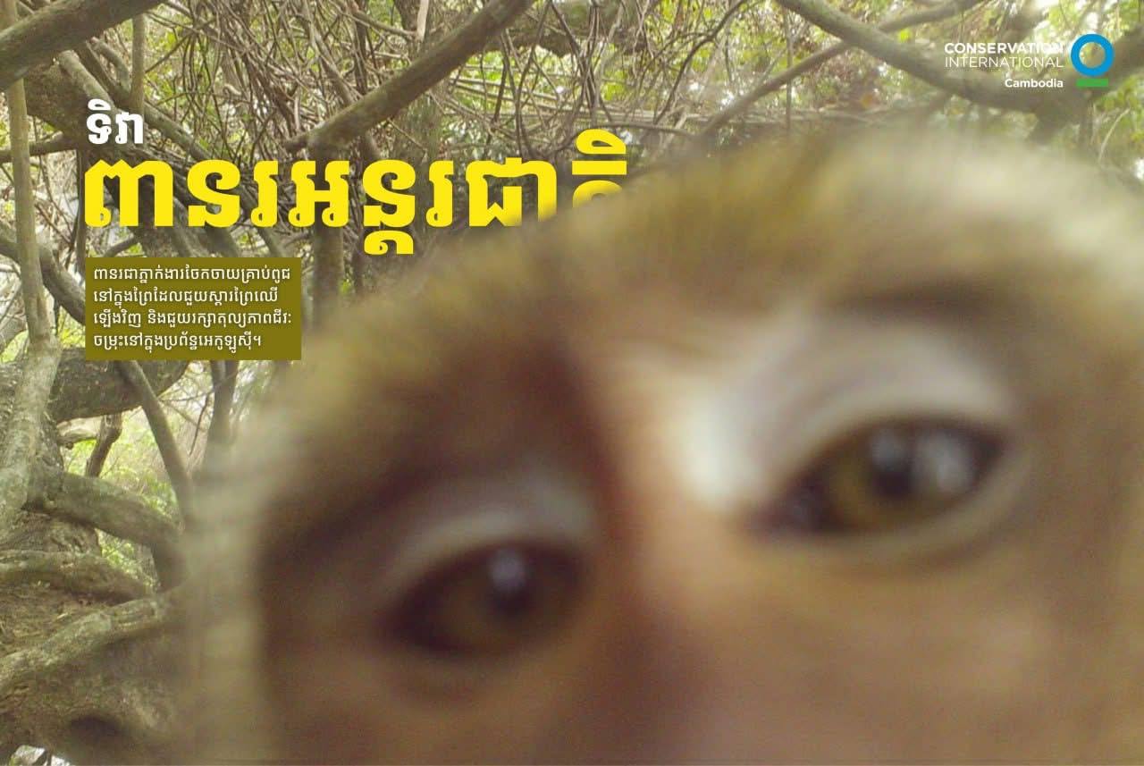 ទិវាពានរអន្តរជាតិ សូមចូលរួមរក្សាការពារក្រុមពានរ និងសត្វព្រៃដទៃទៀត ដោយបញ្ឈប់ការបរបាញ់ ជួញដូរ និងបរិភោគសាច់សត្វព្រៃ