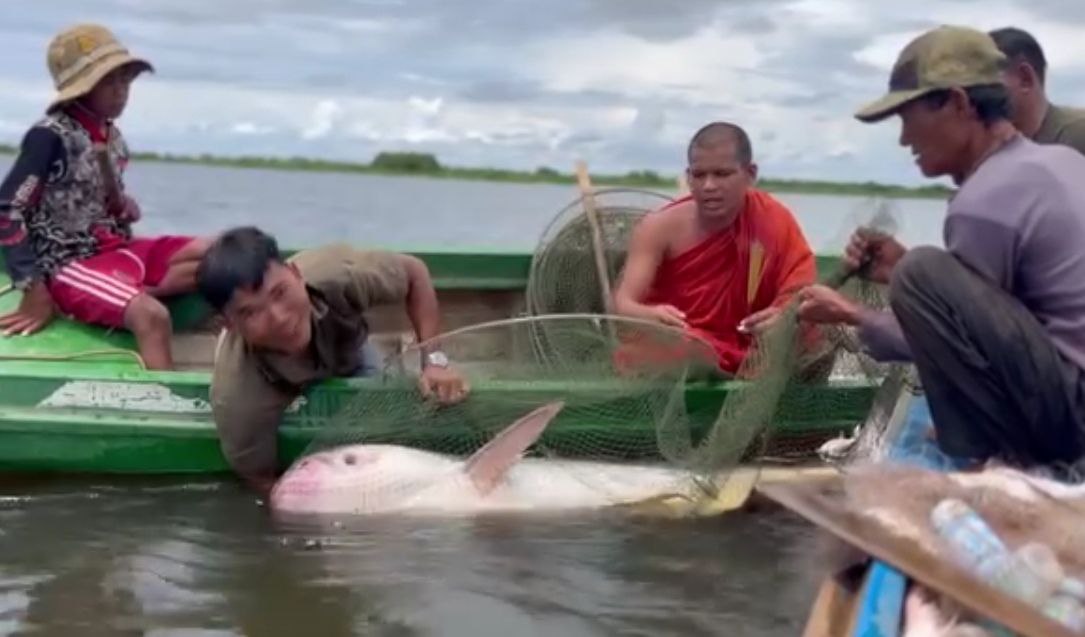 ប្រជានេសាទចាប់បានត្រីរាជ ជាត្រីដ៏កម្រ ទម្ងន់ជាង ១០០គីឡូក្រាម និមន្តព្រះសង្ឃ មកសូត្រជយន្តោ លែងត្រីចូលដែនអភិរក្សក្នុងបឹងទន្លេសាបវិញ