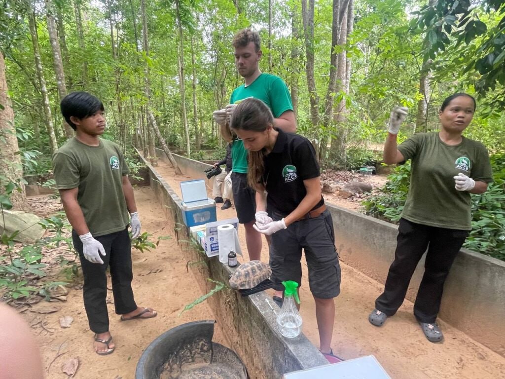 មជ្ឈមណ្ឌលអង្គរសម្រាប់ការអភិរក្សជីវៈចម្រុះ(ACCB)ថែទាំសត្វអណ្តើកទឹក និងអណ្តើកគោកជាងមួយពាន់ក្បាល ក្នុងនេះមានទាំងបង្កាត់ពូជ និងការលែងទៅកាន់ជម្រកធម្មជាតិវិញ