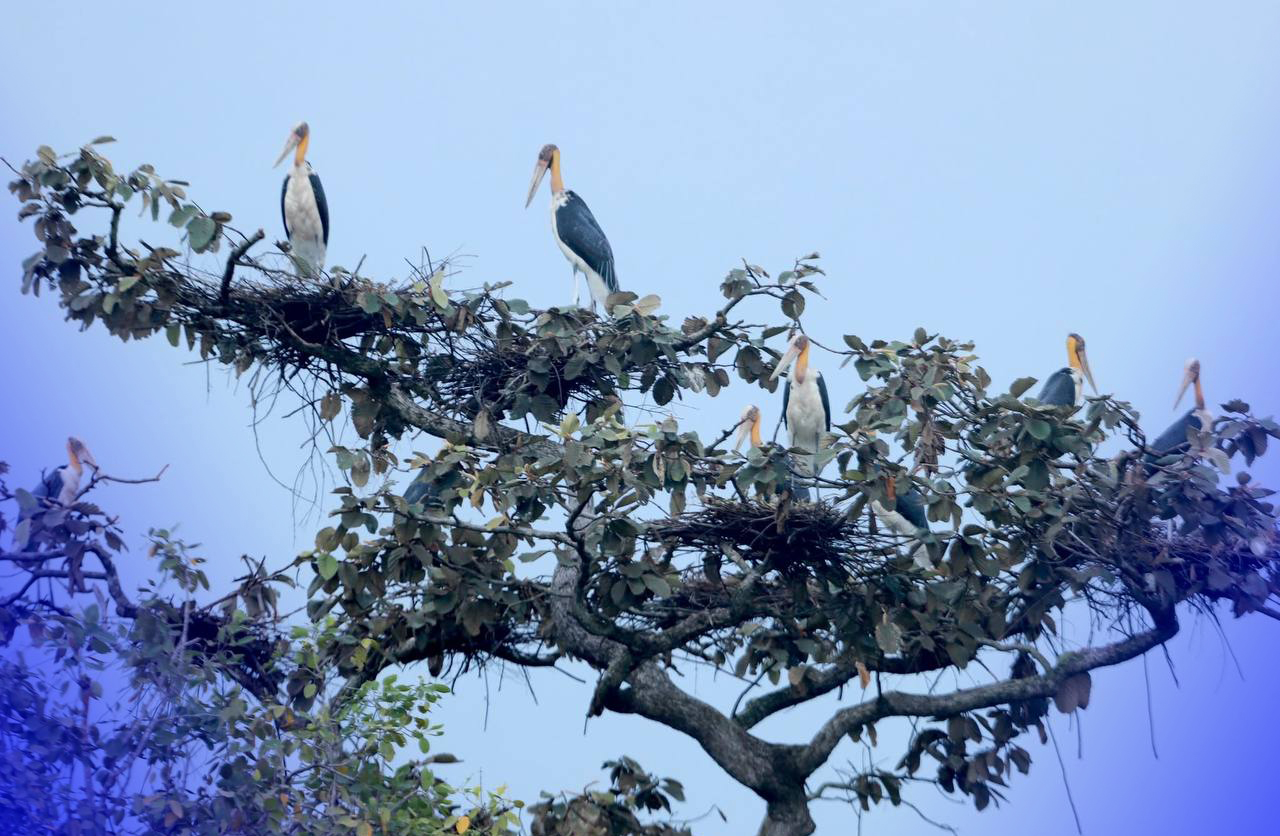 អង្គការ WWF រកឃើញសត្វព្រៃកម្រ ជាច្រើនក្បាល ចាប់ពីតំបន់ព្រៃរហូតដល់តំបន់ទំនាបលិចទឹក ក្នុងភូមិសាស្រ្តខេត្តក្រចេះ និង ស្ទឹងត្រែង