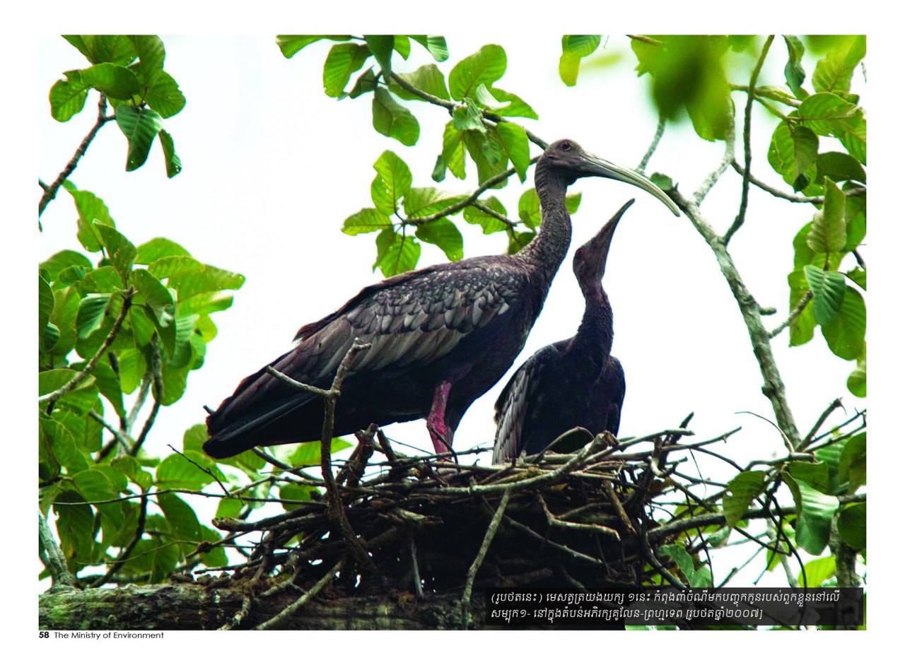 សត្វត្រយងយក្សជាសត្វកម្រកំពុងត្រូវយកចិត្តទុកដាក់អភិរក្ស និងបង្កាត់ពូជឡើងវិញ