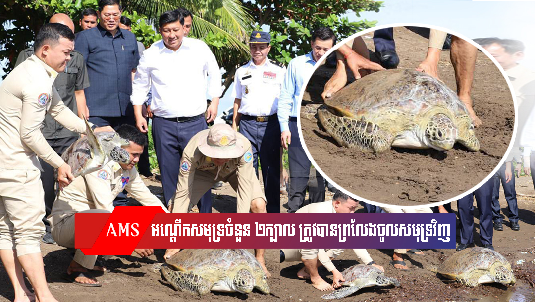 អណ្តើកសមុទ្រចំនួន ២ក្បាល ត្រូវបានព្រលែងចូលសមុទ្រវិញ ក្រោយទទួលបានពីអ្នកនេសាទ នៅខេត្តកែប