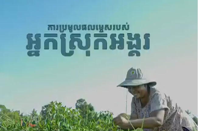 ដំណាំម្ទេសរបស់អ្នកស្រុកអង្គរ ដើម្បីរកចំណូលបន្ថែមទ្រទ្រង់ជីវភាពប្រចាំថ្ងៃ 🌿🇰🇭