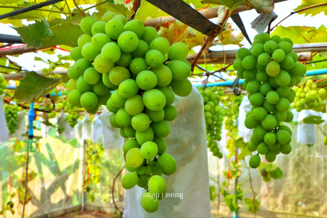 ចំការទំពាំងបាយជូអ្នកភូមិបាក់អំរែក🍇🍇🍇