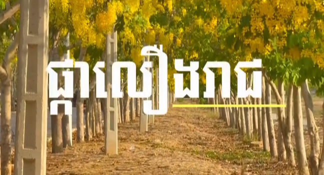 ផ្កាលឿងរាជកំពុងបង្អួតសម្រស់តាមដងផ្លូវ