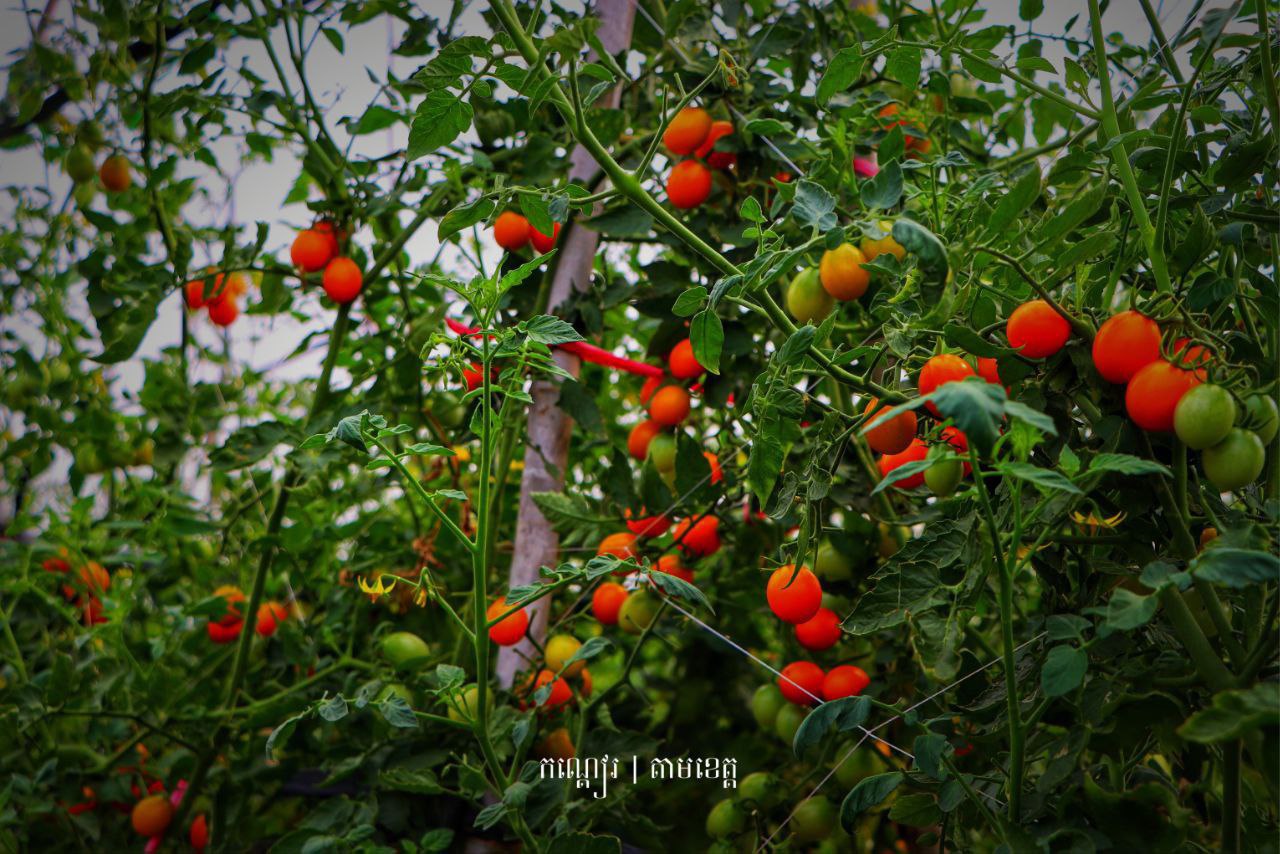 ចំការប៉េងប៉ោះឆឺរី