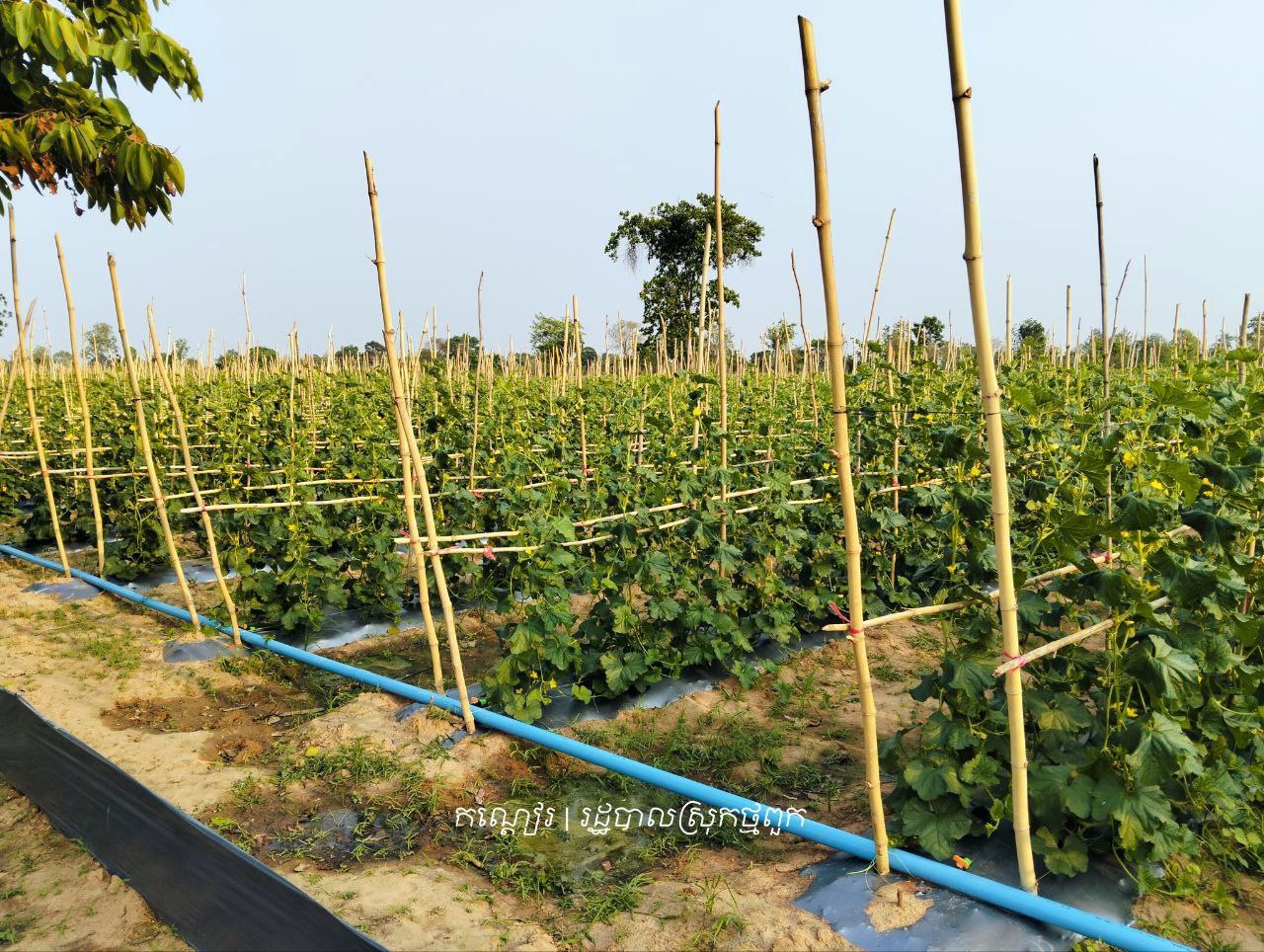 ដំណាំ អ្នកបន្ទាយឆ្មារ