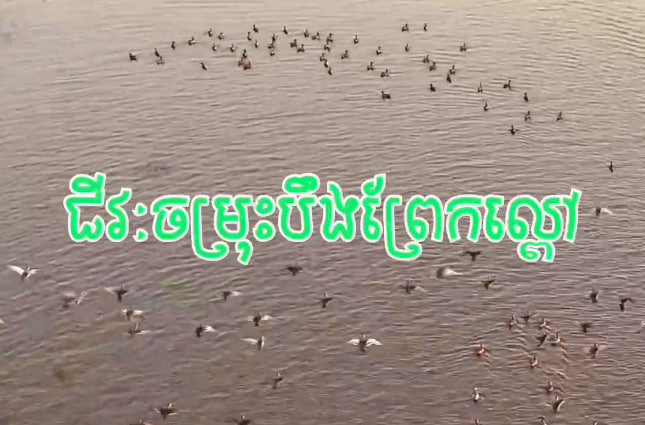 ជីវៈចម្រុះបឹងព្រែកល្ពៅ ខេត្តតាកែវ