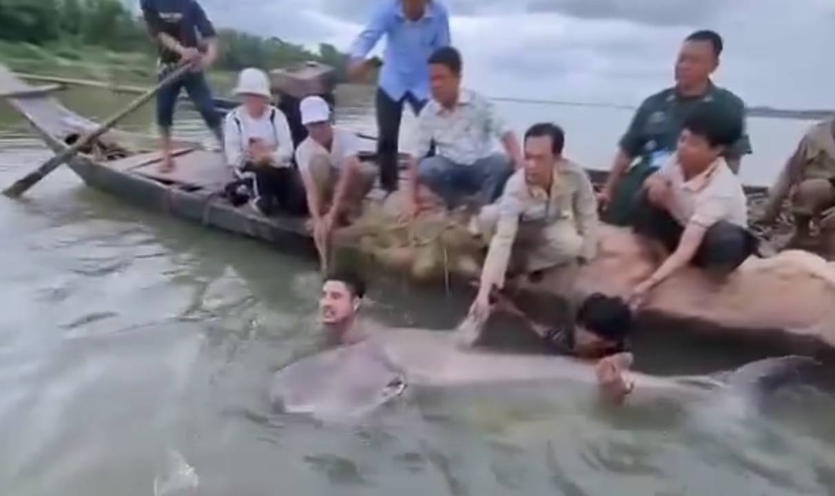 ត្រីរាជមួយក្បាលទម្ងន់ជិត ១០០គីឡូក្រាម ត្រូវបានលែងក្នុងទន្លេធម្មជាតិ