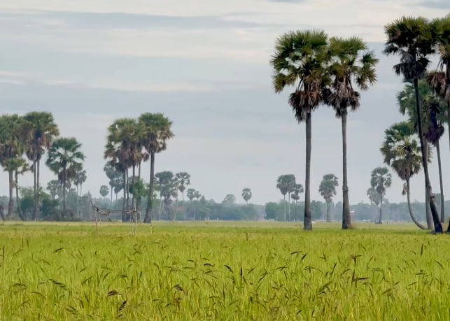 បរិយាកាសនៅទីជនបទស្រុកស្រែចំការ 🌾👨‍🌾