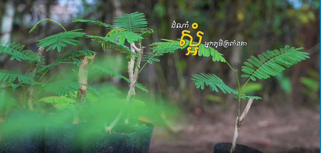 ដំណាំស្អំ​ អ្នកភូមិត្រពាំងគោ​ ស្រុកទឹកឈូ ខេត្តកំពត