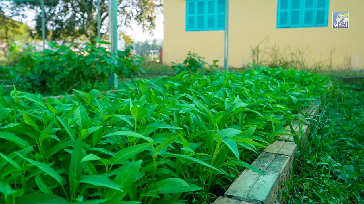 ក្រុមការងារចុះមូលដ្ឋានក្រុងព្រះសីហនុ បាននិងកំពុងជំរុញការដាំដុះបន្លែបង្ការនៅអនុវិទ្យាល័យសម្ដេចឪ​
