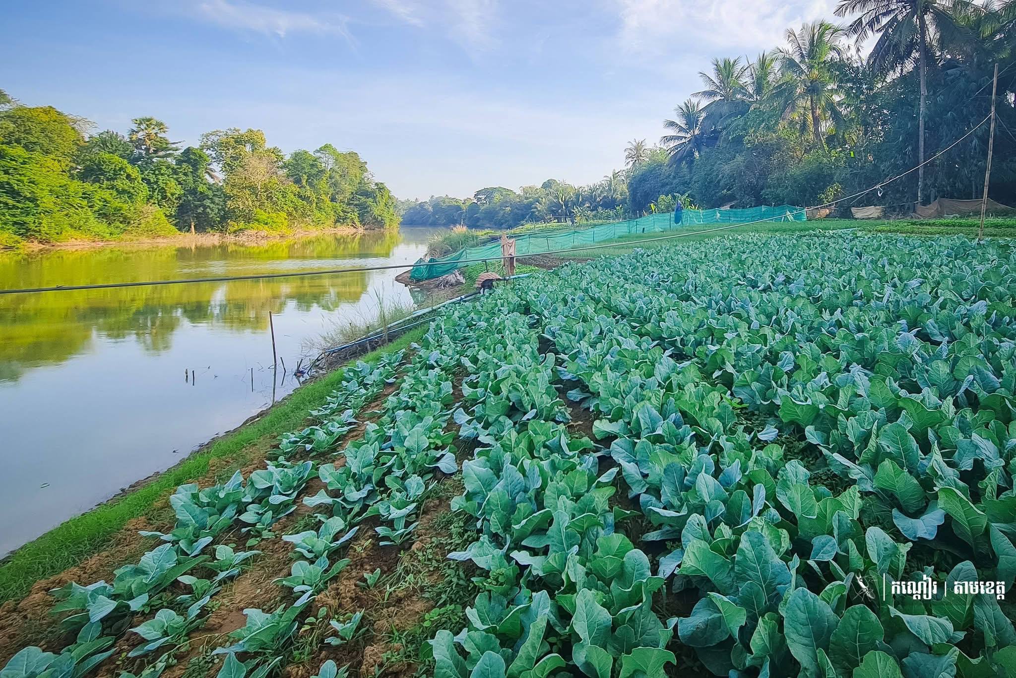 ដាំដុះដើម្បីកាត់បន្ថយការនាំចូល ជំរុញភោគផលក្នុងស្រុក ធានាសន្តិសុខស្បៀង សុវត្ថិភាពចំណីអាហារ និងរកប្រាក់ចំណូលបន្ថែមដើម្បីកំណើនជីវភាពគ្រួសារ 🥗💰