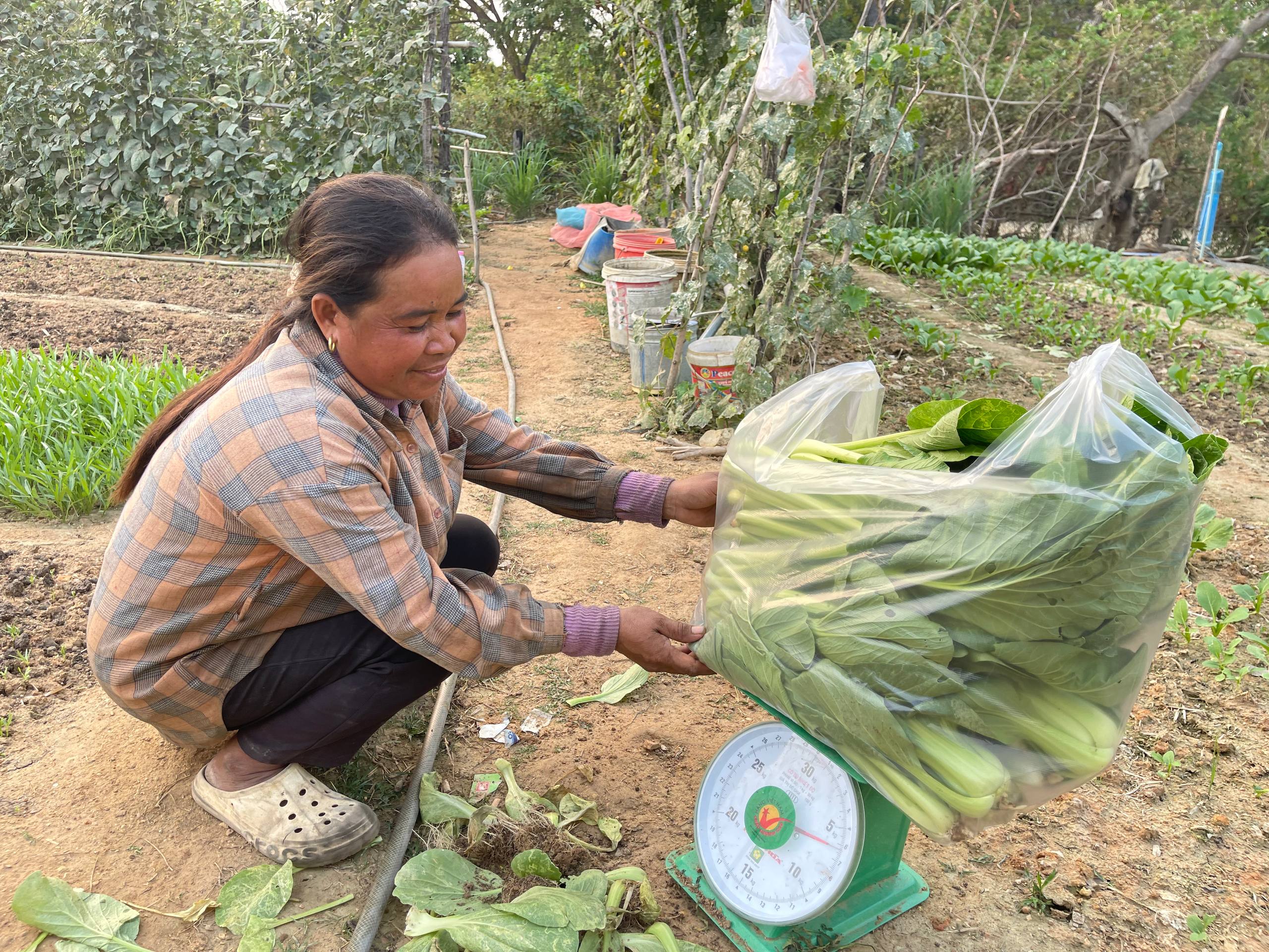 ដំណាំក្បែរផ្ទះ បានទាំងចំណូល បានទាំងជួបជុំគ្រួសារ