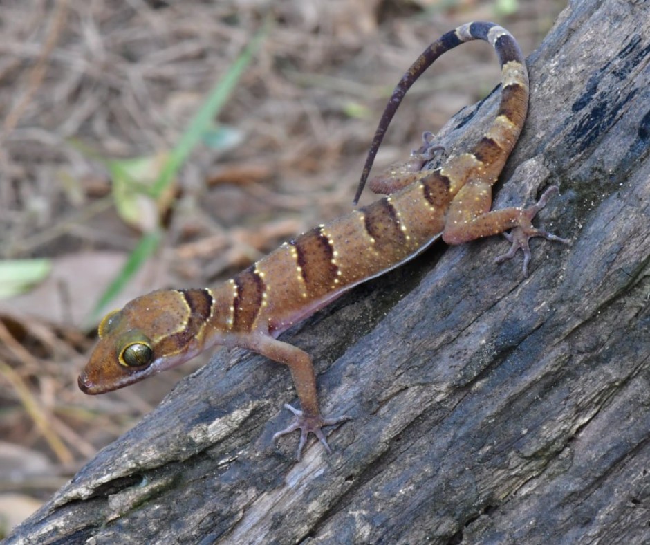 កម្ពុជារកឃើញតុកកែប្រភេទថ្មីមួយនៅឧទ្យានជាតិគិរីរម្យ