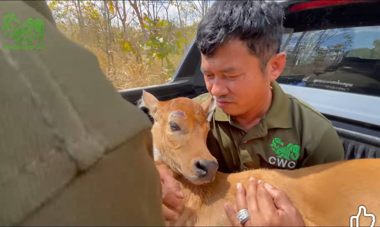ប្រជាសហគមន៍ប្រាំបីមុំជួយសង្រ្គោះកូនទន្សោងមួយក្បាលដែលវង្វេងមេក្នុងដីចម្ការអំពៅ