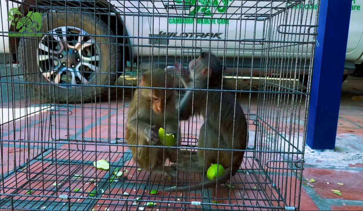 សត្វស្វាក្តាម២ក្បាលត្រូវបានសង្រ្គោះបន្ទាប់ពីត្រូវបានគេត្រៀមយកទៅធ្វើម្ហូប