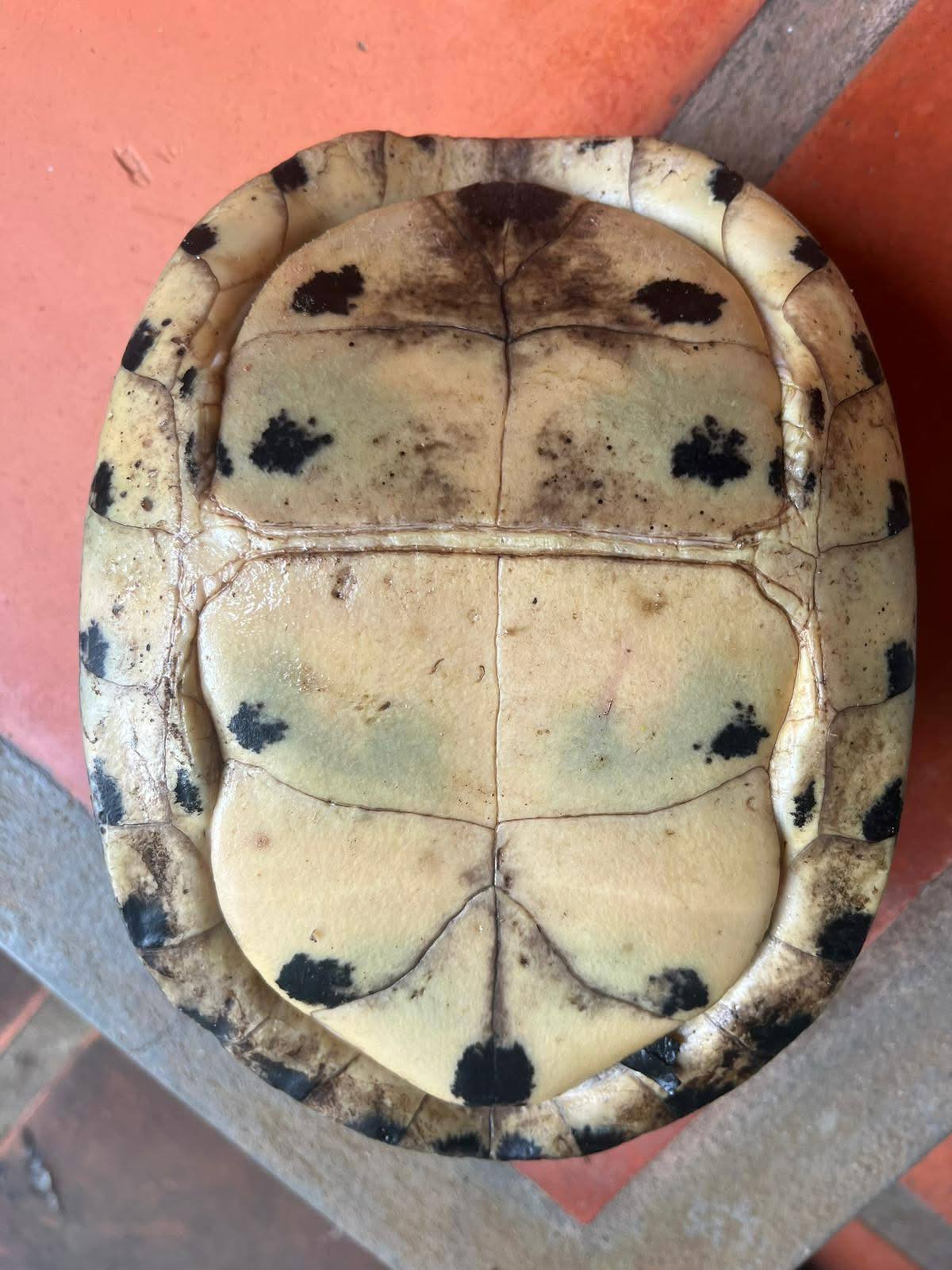 អណ្តើកបិទមុខជាអណ្តើកកម្រ និងចម្លែកលើសពីអណ្តើកដទៃ