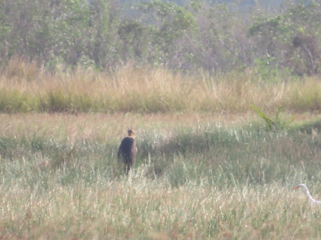 សត្វត្រដក់តូចដែលបាត់វត្តមាន ជាង២០ឆ្នាំរកឃើញឡើងវិញ នៅតំបន់ការពារទេសភាព អន្លង់ព្រីង ខេត្តកំពត