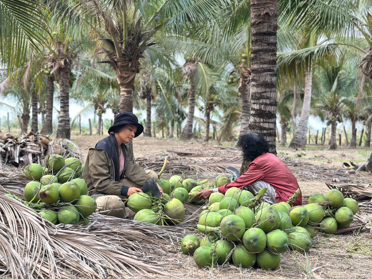ដូងក្រអូបដើមឆ្នាំនេះមានទីផ្សារល្អ ខណៈកសិដ្ឋានខ្លះផ្គត់ផ្គង់មិនទាន់តម្រូវការ