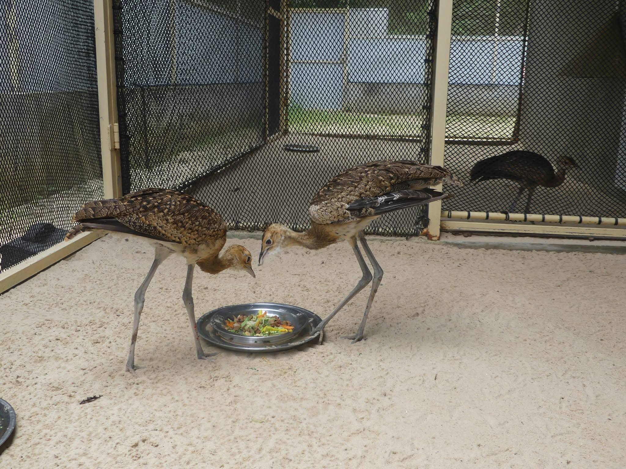 មជ្ឈមណ្ឌលអភិរក្សជីវៈចម្រុះ ACCB ប្រកាសជោគជ័យក្នុងការភ្ញាស់ពងខ្សឹបដ៏កម្រ