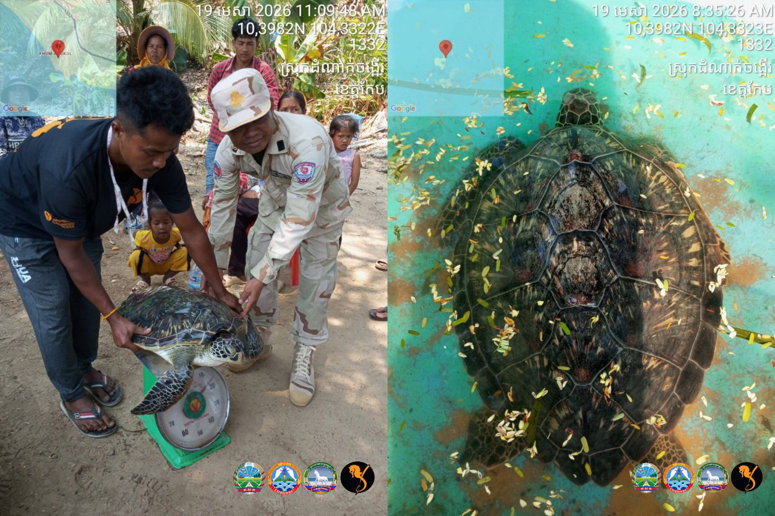អ្នកអភិរក្សលែងអណ្តើកសមុទ្រប្រភេទល្មិចមួយក្បាលឱ្យត្រឡប់ទៅកាន់សមុទ្រវិញ