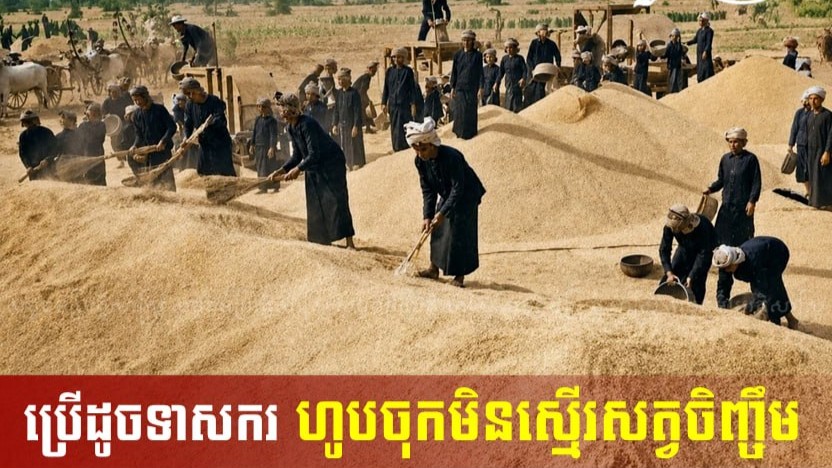 កងចល័តនារីកំពុងប្រមូលទិន្នផលស្រូវ។