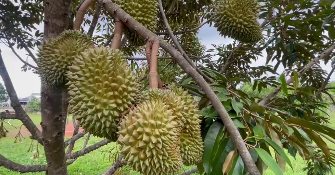 សហគមន៍កសិកម្មទំនើបទុរេនដំបូងបង្អស់នៅកម្ពុជាត្រូវបានបង្កើតឡើងក្នុងខេត្តកំពត