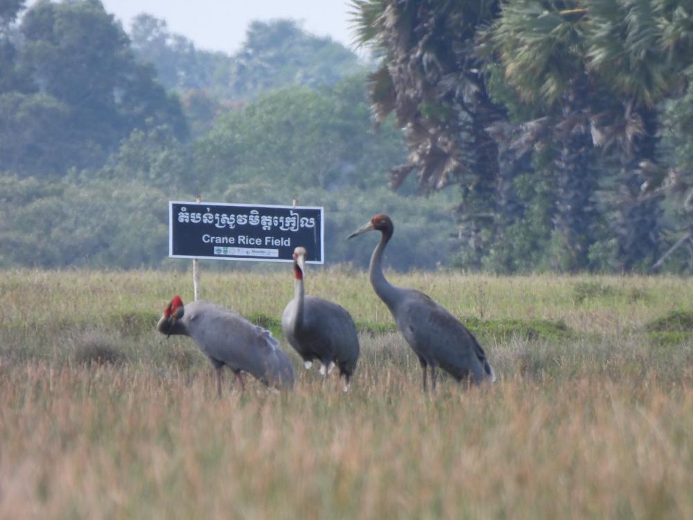 រកឃើញសំបុកសត្វក្រៀលជិតផុតពូជចំនួន៣ នាដើមរដូវបន្តពូជនៅដែនជម្រកសត្វលំផាត់