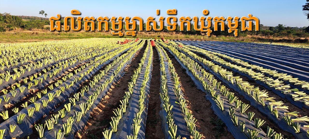 ម្នាស់ទឹកឃ្មុំស្ទឹងត្រែង មរតកកសិកម្មពីសម័យសង្គមរាស្ត្រនិយម