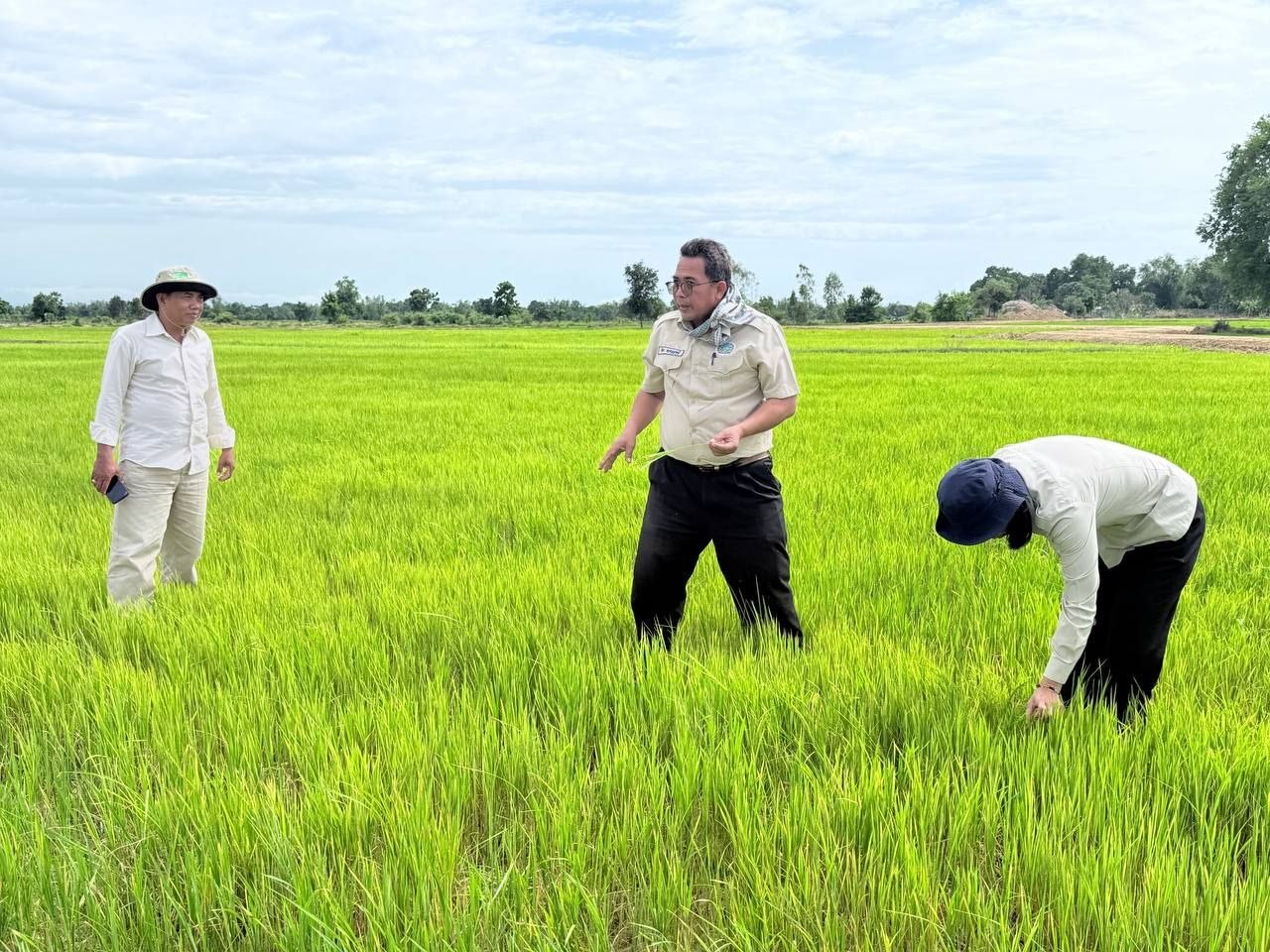 ភ្លៀងធ្លាក់ ជួយសង្គ្រោះស្រូវដែលរងការខ្វះខាតទឹកនៅក្នុងខេត្ត​ចំនួន៣