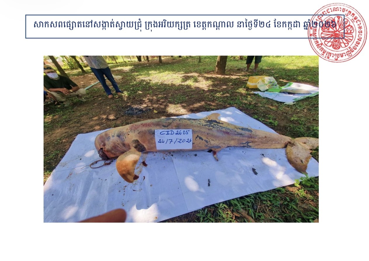 ផ្សោតទន្លេមេគង្គត្រូវបានប្រទះឃើញស្លាប់នៅខេត្តកណ្តាល