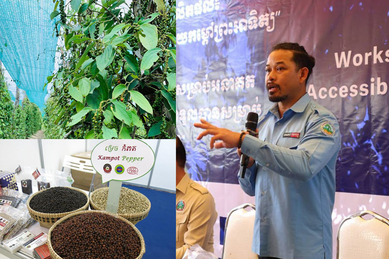 ម្រេចសកំពតថ្លៃដល់ជាង ៣៥ដុល្លារក្នុងមួយគីឡូ ខណៈការប្រមូល ផលបានជាង ៤៤០តោន