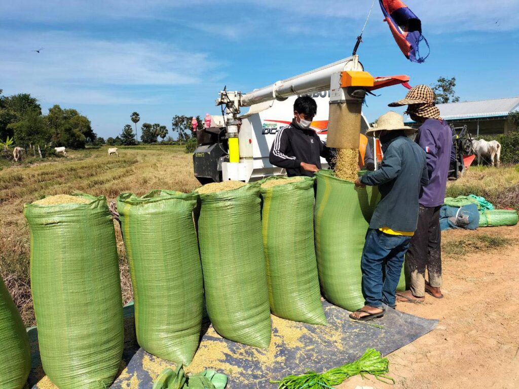 ក្រុមហ៊ុនក្នុងស្រុកមួយប្រកាសទិញស្រូវពីកសិករ ដើម្បីជួយរក្សាស្ថេរភាពតម្លៃ