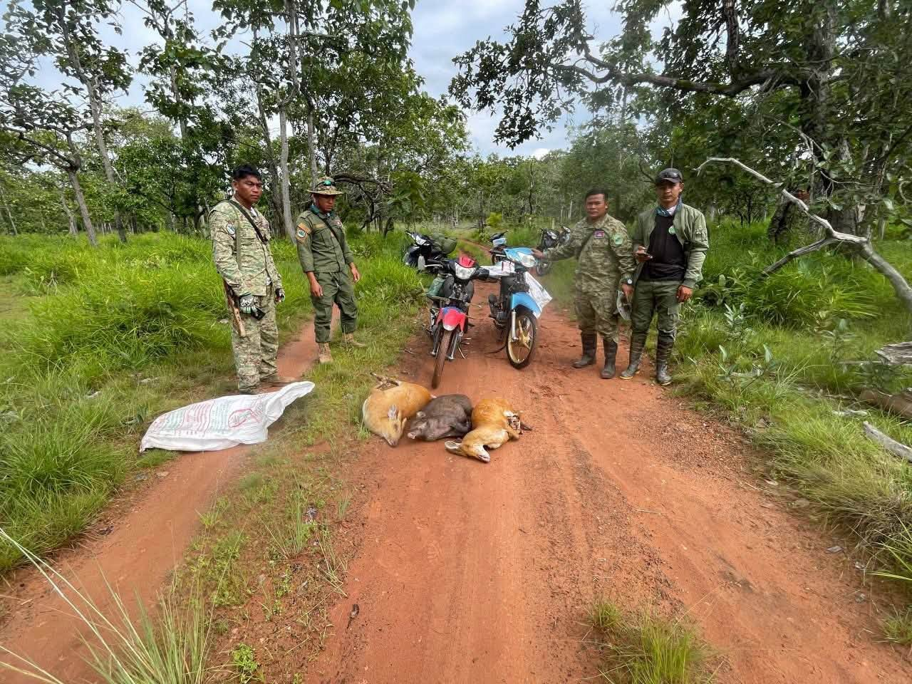 ព្រានព្រៃបរបាញ់ជ្រូកព្រៃ និងឈ្លូស៣ក្បាល រត់គេចខ្លួនចូលព្រៃ ក្រោយសមត្ថកិច្ចតាមទាន់