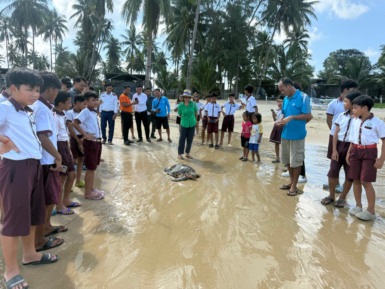 អណ្តើកសមុទ្រកម្រទម្ងន់ធ្ងន់មួយក្បាលត្រូវបានលែងចូលធម្មជាតិវិញ ក្រោយជាប់ឧបករណ៍នេសាទ
