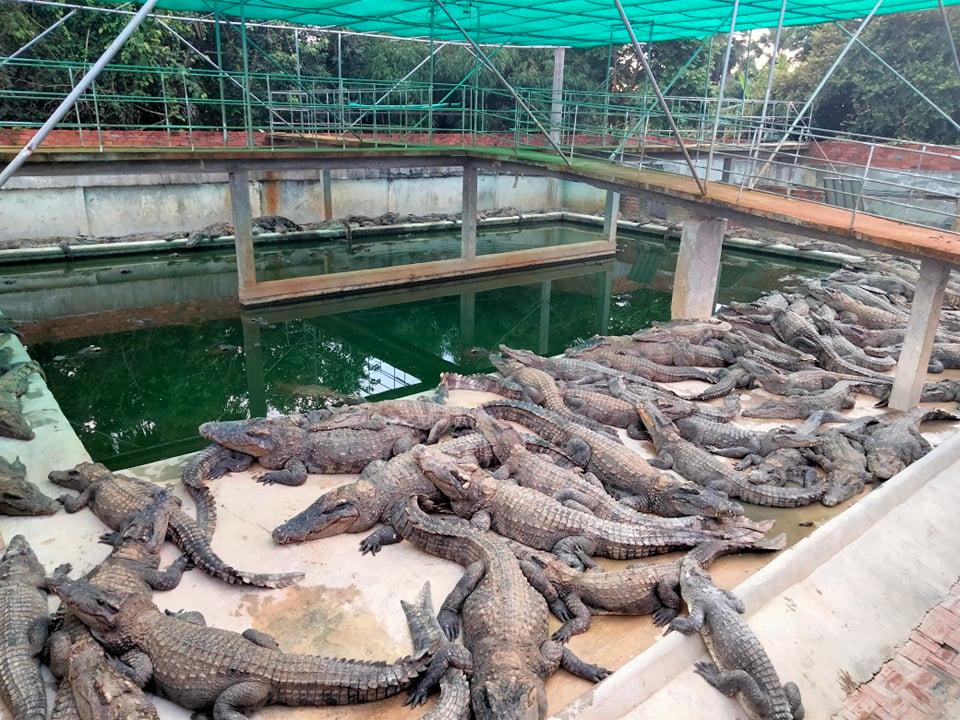 កសិដ្ឋានចិញ្ចឹមក្រពើនៅសៀមរាប និងប៉ោយប៉ែត មានសុវត្ថិភាពខ្ពស់ ទោះមានការលិចនៅតំបន់ជុំវិញ