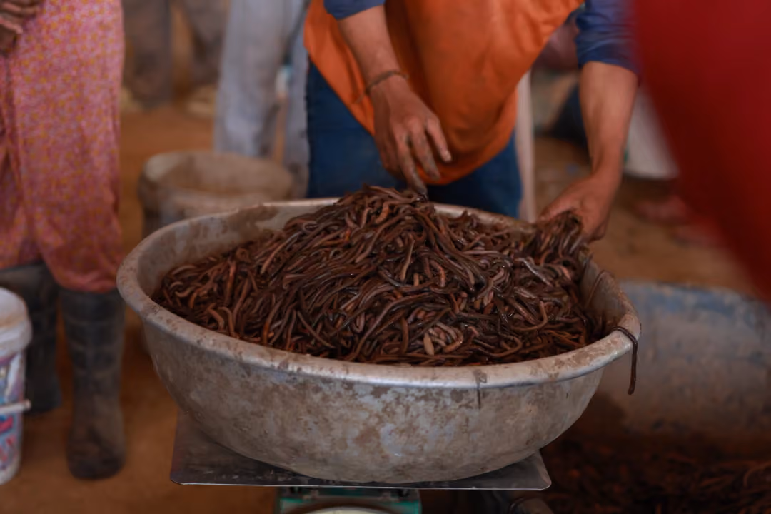 សិប្បកម្មកែច្នៃជន្លេនមួយនៅខេត្តព្រះវិហារ ជួយផ្តល់ចំណូលឲ្យពលរដ្ឋក្នុងមូលដ្ឋានជាង១០ម៉ឺនរៀលក្នុងមួយថ្ងៃ