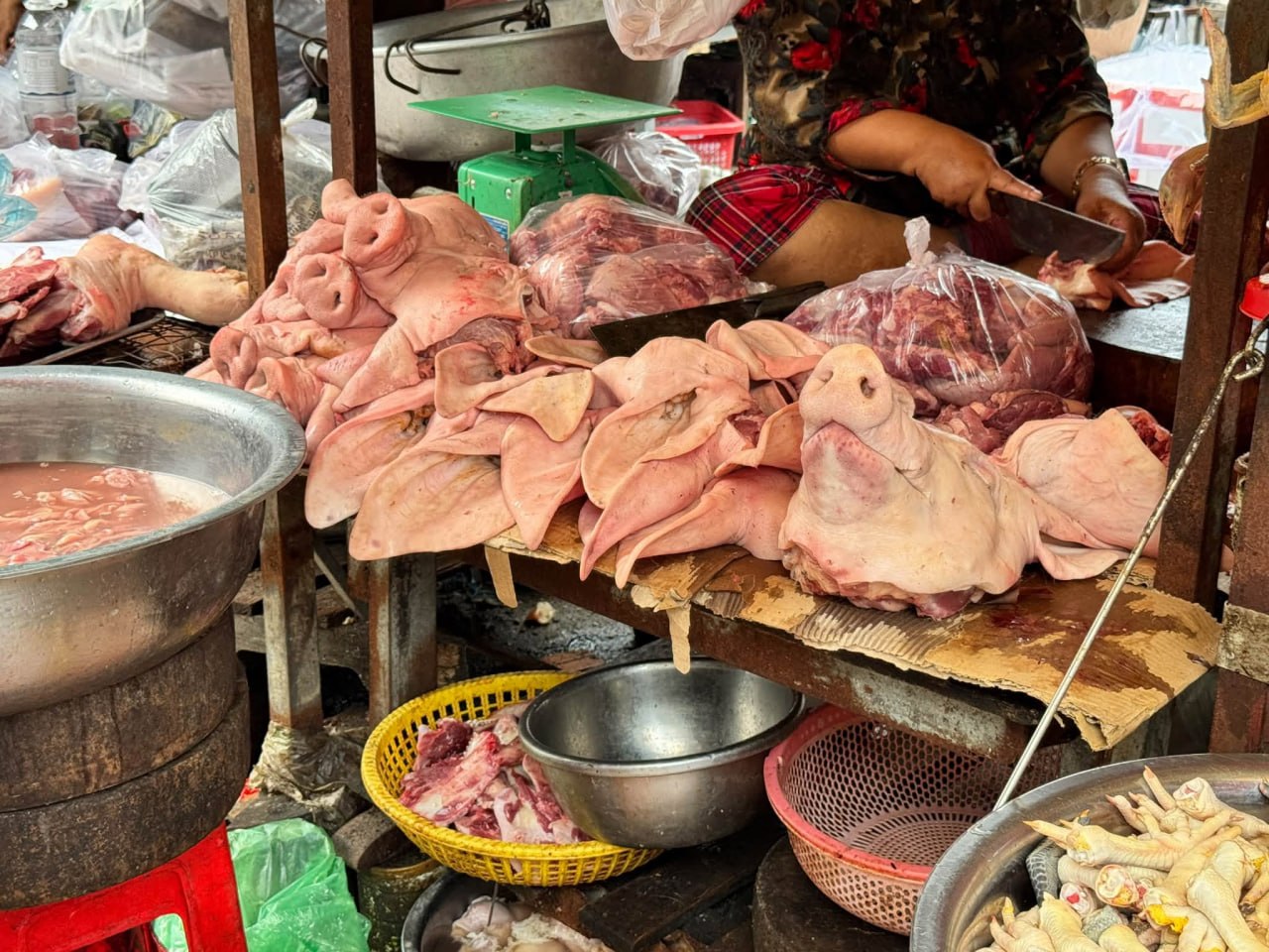 សមាគមអ្នកចិញ្ចឹមសត្វកម្ពុជា គាំទ្រវិធានការទប់ស្កាត់ការលួចនាំចូលជ្រូករស់ខុសច្បាប់