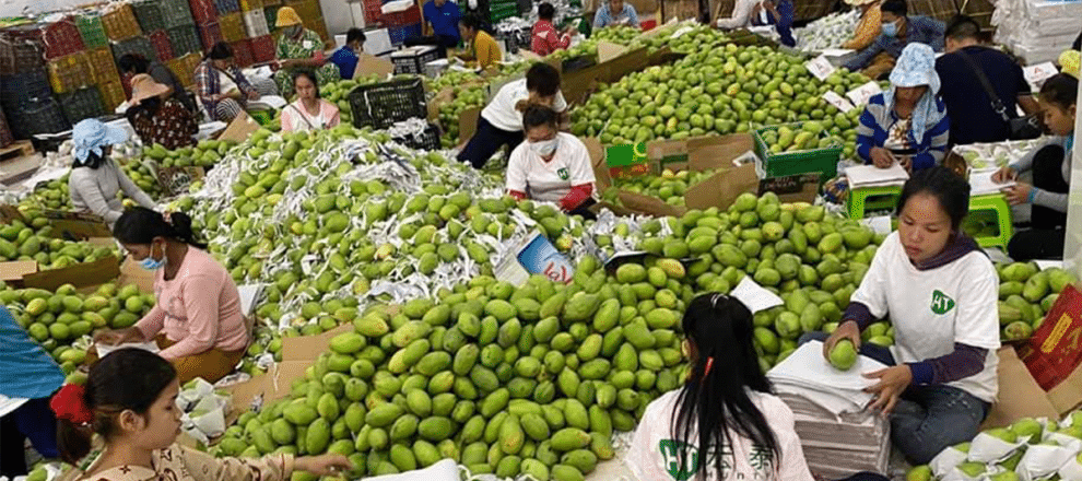 កម្ពុជានាំចេញផ្លែស្វាយស្រស់ជិត១០ម៉ឺនតោន