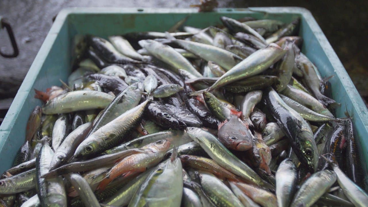 ចុងភៅជប៉ុន ច្នៃ Zako fish ប្រភេទត្រីសំណល់ពីការនេសាទទៅជាអាហារដ៏មានតម្លៃ ...