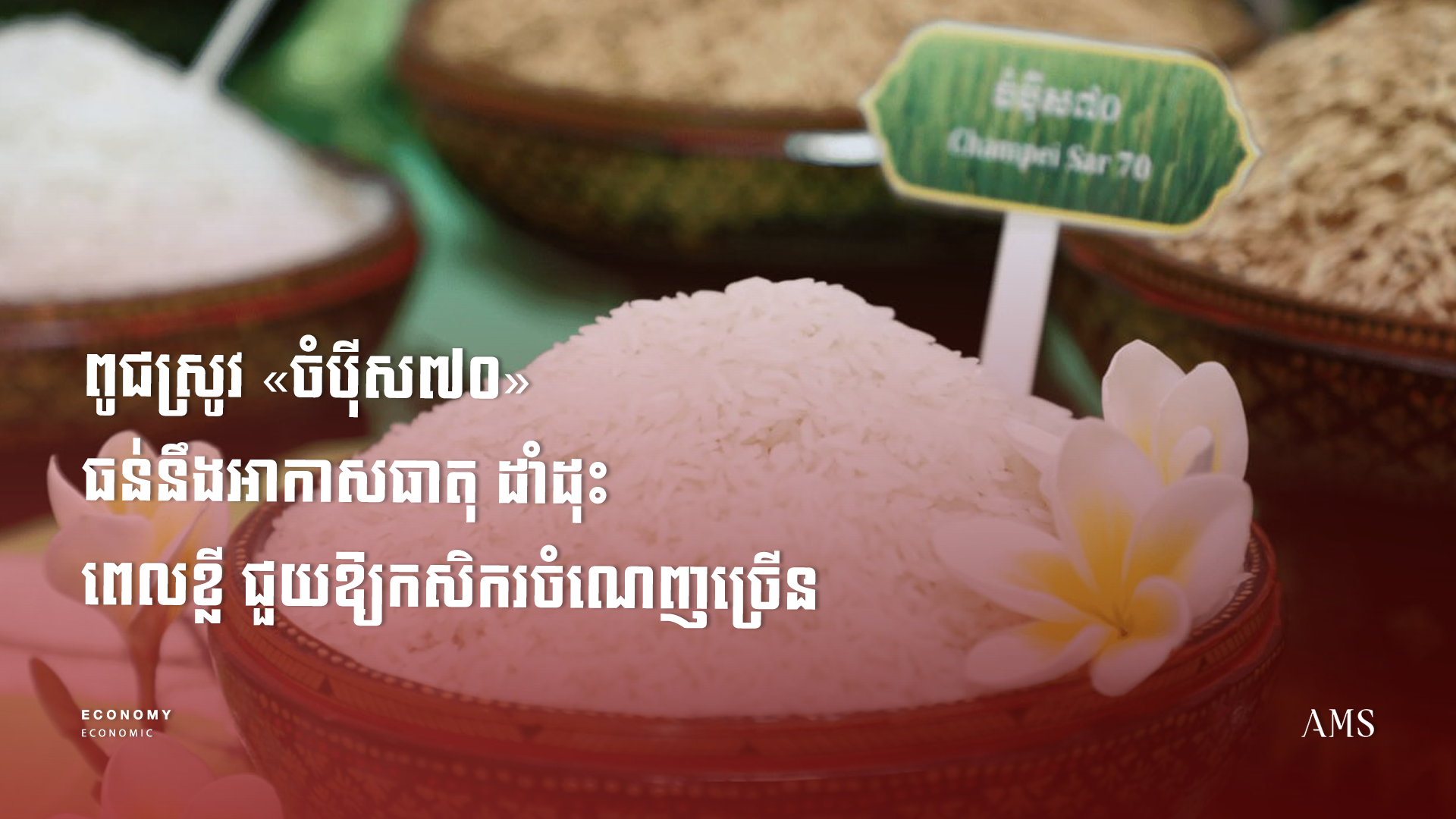 Champ Rice ពូជស្រូវ «ចំប៉ីស៧០» ធន់នឹងអាកាសធាតុ ដាំដុះពេលខ្លី ជួយឱ្យកសិករ